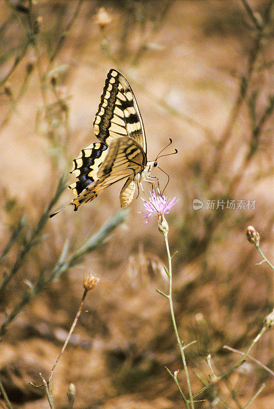 Papilio machaon Linnaeus，1758 年。阿斯特拉罕地区。俄罗斯